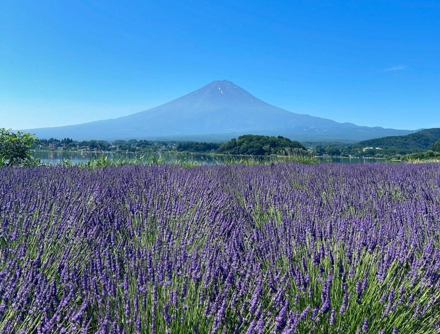 Fuji Fumoto Forest Hotspring ふもとの森温泉 富士河口湖町 エクステリア 写真